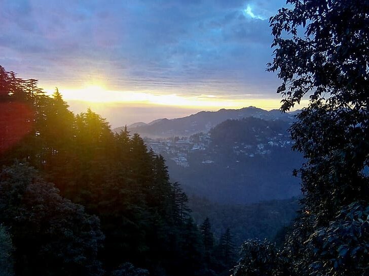 india-mussoorie-landour-trees